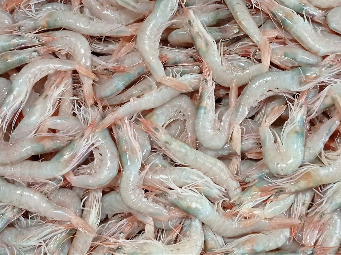 gambas