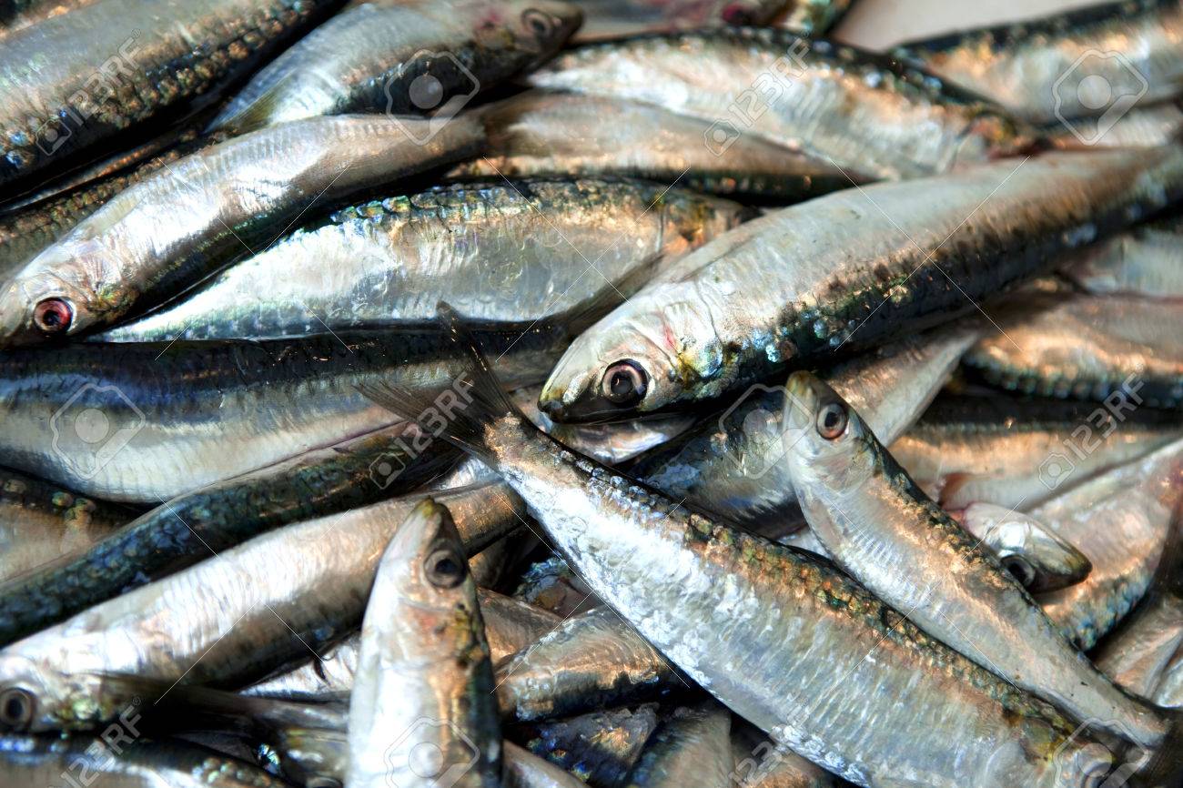 sardinas